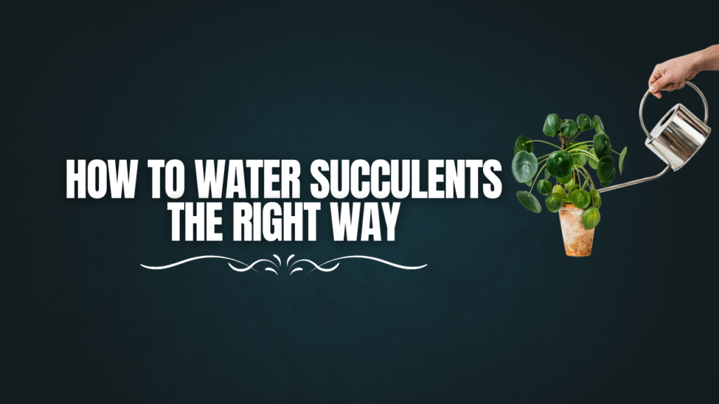 succulents
