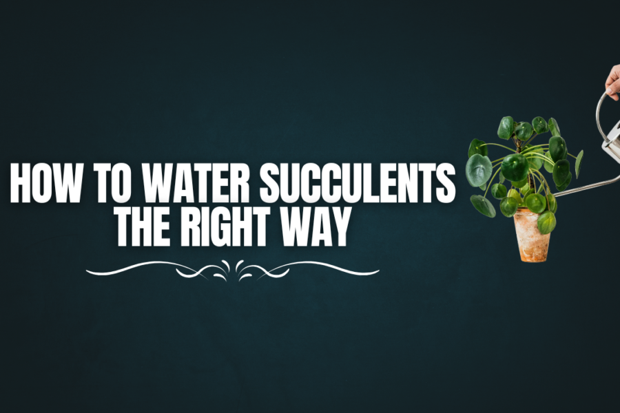 succulents