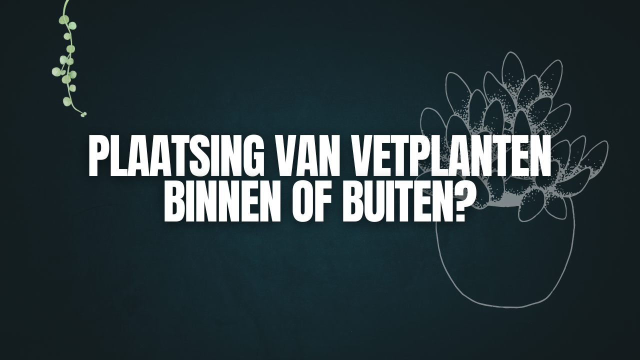 Plaatsing van Vetplanten: Binnen of Buiten?
