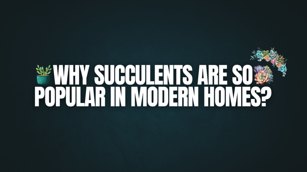 Why Succulents are So Popular in Modern Homes