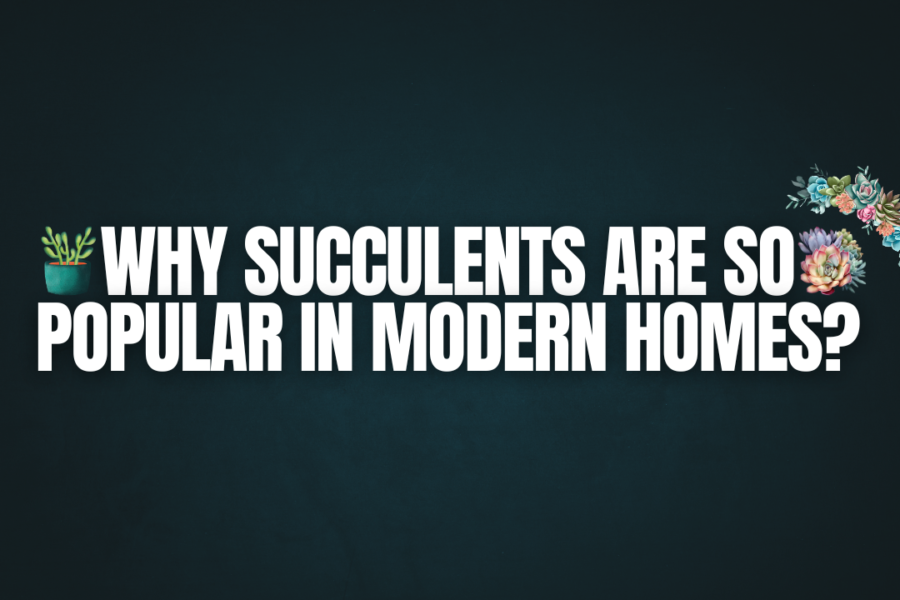Why Succulents are So Popular in Modern Homes