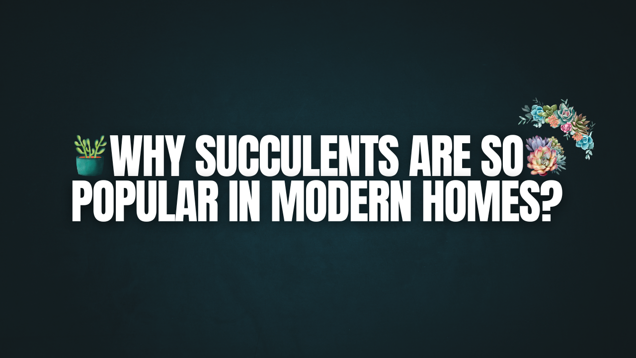 Why Succulents are So Popular in Modern Homes