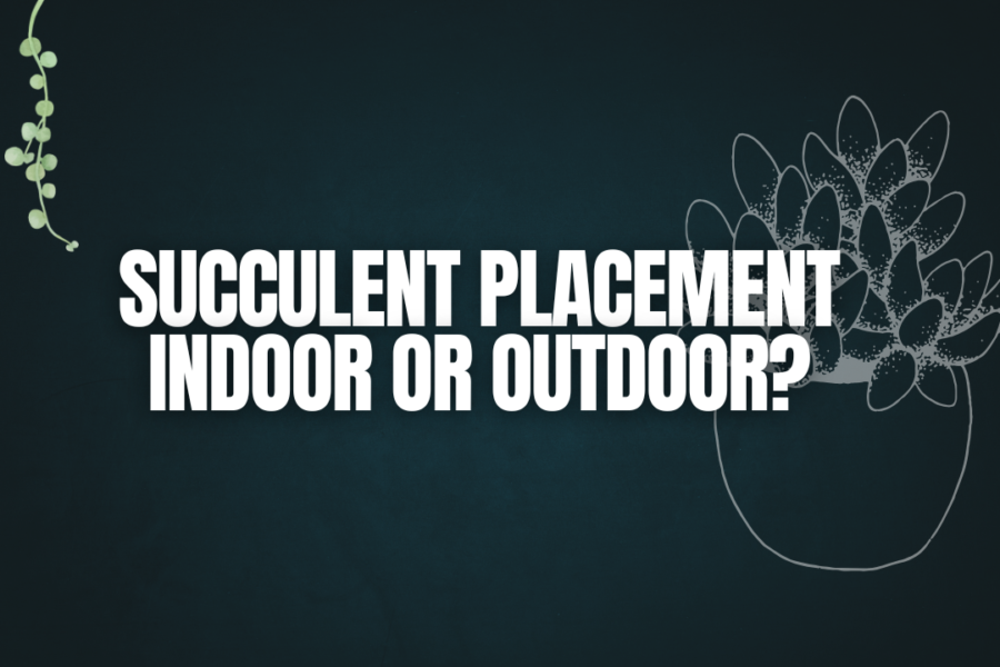 Succulent Placement: Indoor or Outdoor?