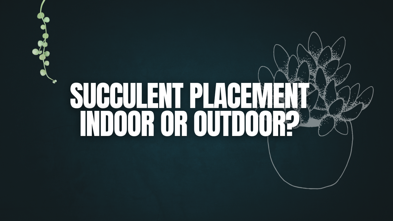 Succulent Placement: Indoor or Outdoor?