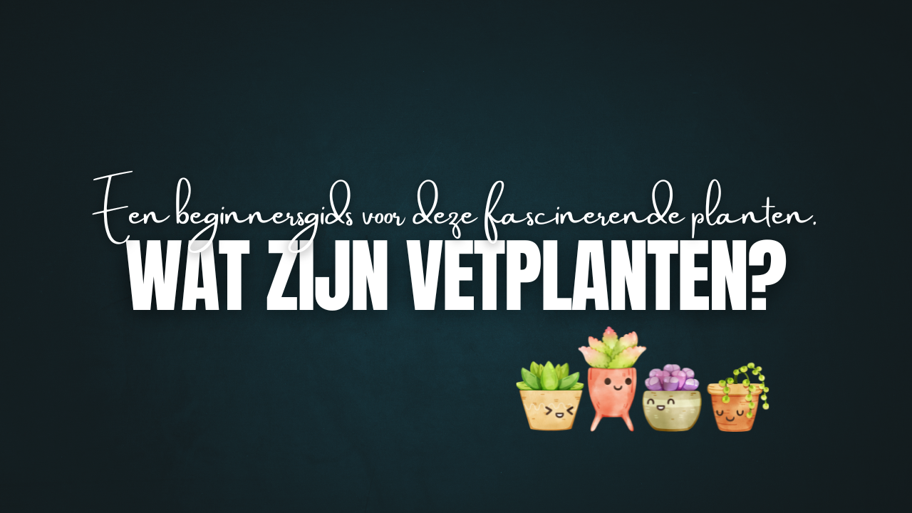 Introductie tot Vetplanten – Een Beginnersgids