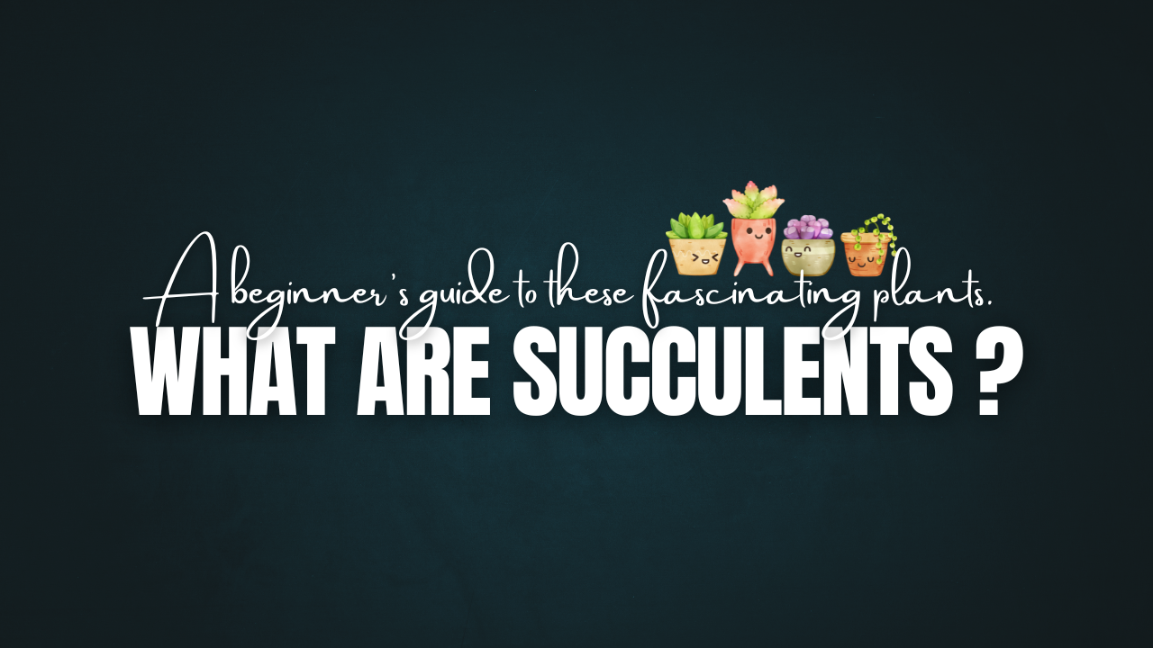 Introduction to Succulents – A Beginner’s Guide