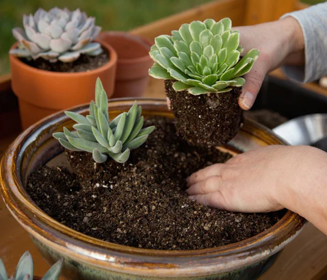 Vetplantenpotgrond