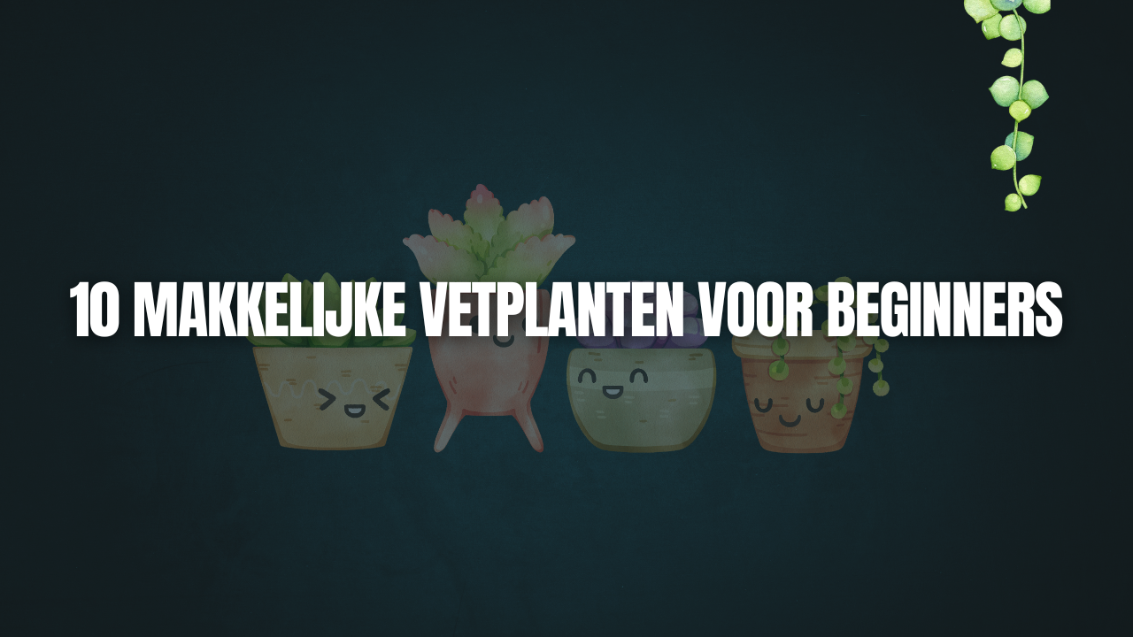 10 Makkelijke Vetplanten voor Beginners