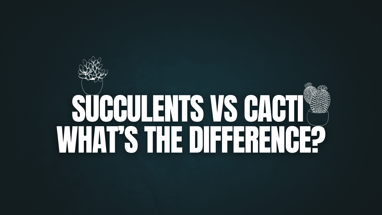 Succulents vs Cacti: What’s the Difference?