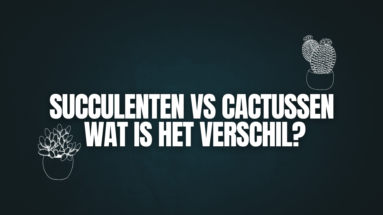 Succulenten vs Cactussen: Wat is het verschil?
