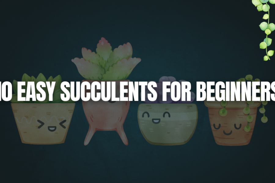 succulux