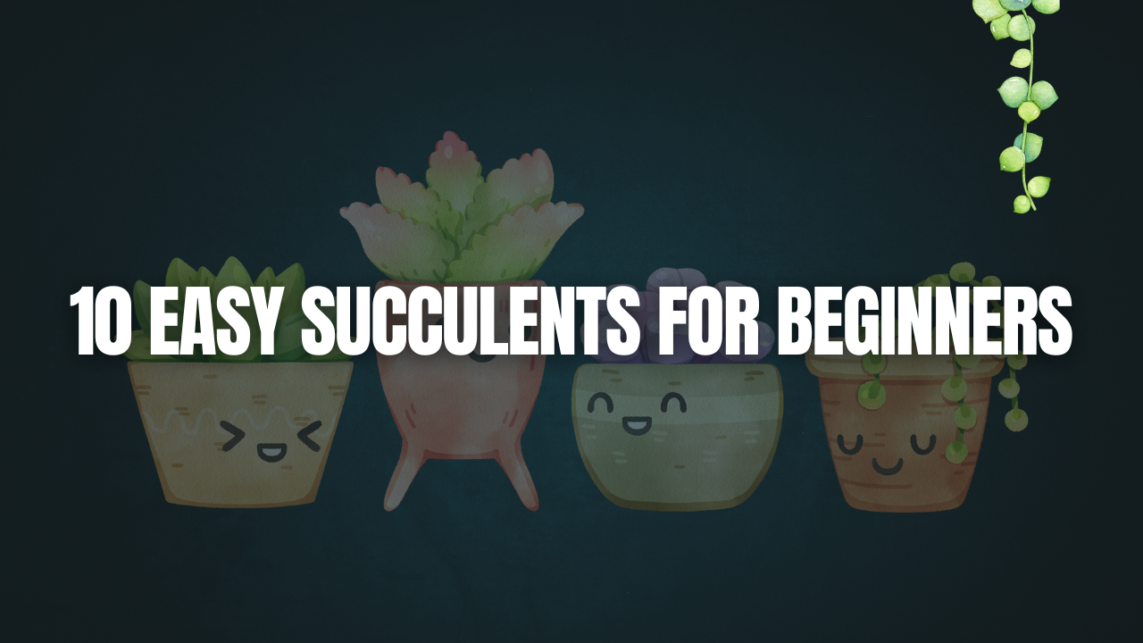 10 Easy Succulents for Beginners