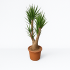 Yucca Elephantipes vertakt
