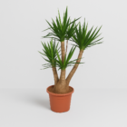 Yucca Elephantipes vertakt