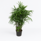 Rhapis Excelsa