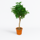 Schefflera op stam