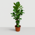 Ficus Lyrata vertakt