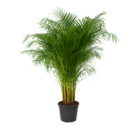 Dypsis Lutescens