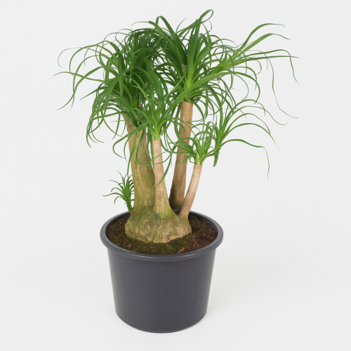 Beaucarnea vertakt
