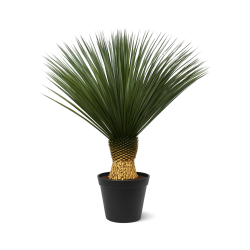 Yucca Rostrata