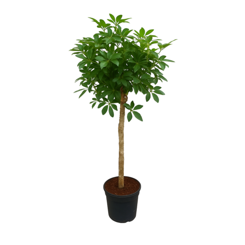 Schefflera op stam