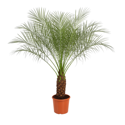 Phoenix Roebelenii