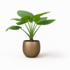 Alocasia Portodora enkele stam