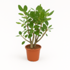 Ficus Bengalensis vertakt