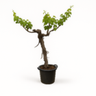 Druivenboom (Vitis Vinifera) stam vertakt