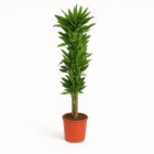 Dracaena Golden Coast