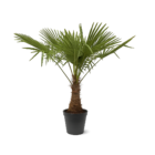 Trachycarpus Fortuneii