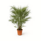 Chamaerops Humilis struik