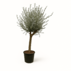 Olea Lorc