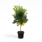 Citrus Lemon