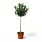 Nerium Oleander op stam met rode bloem
