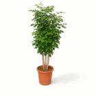 Radermachera Hainanensis