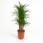 Dracaena Riki