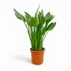 Strelitzia Reginae