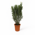 Nerium Oleander shrub