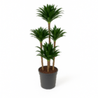 Dracaena Compacta Carrousel