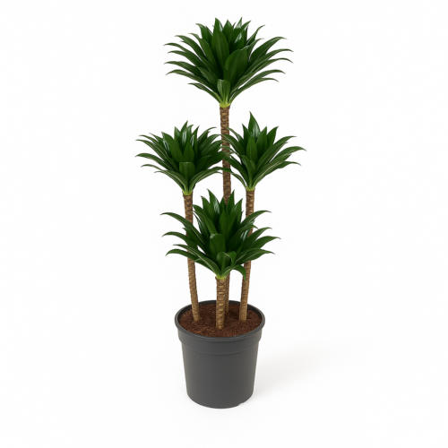 Dracaena Compacta Carousel