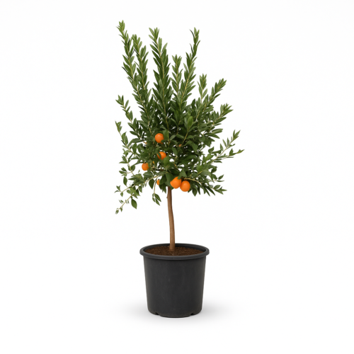 Mandarin Citrus Tree