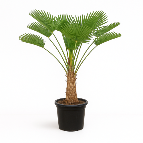 Trachycarpus Wagnerianus