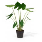 Alocasia Zebrina