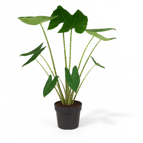 Alocasia Zebrina