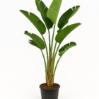 Strelitzia Augusta