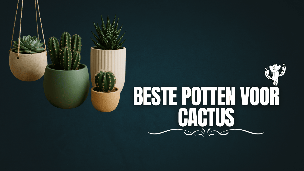 Beste potten voor cactus