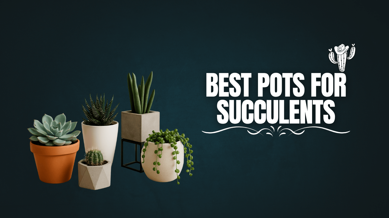 Best pots for succulents