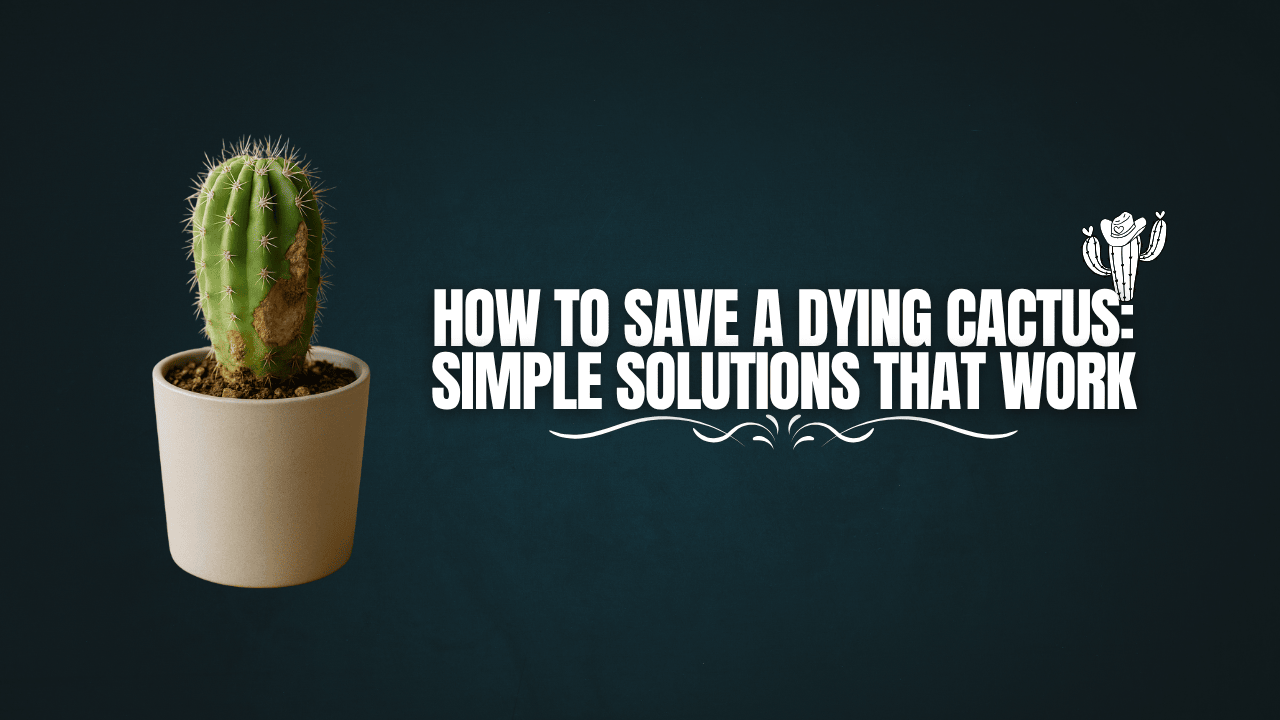 How to Save a Dying Cactus