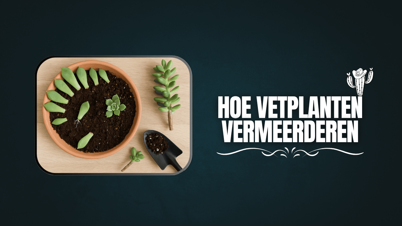 Hoe vetplanten vermeerderen